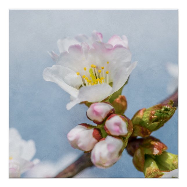 Póster Sakura Blossom (Anverso)