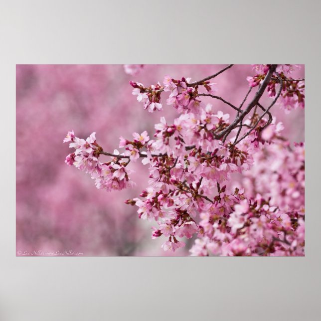 Póster Sakura cerezos florecen en capas rosadas pasteles (Frente)