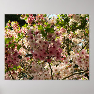 Póster Sakura Cherry Blossom #3 Poster