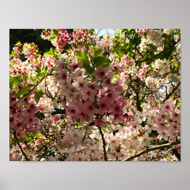 Póster Sakura Cherry Blossom #3 Poster (Frente)