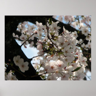 Póster Sakura (flor de cerezo)