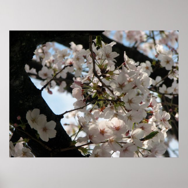 Póster Sakura (flor de cerezo) (Frente)