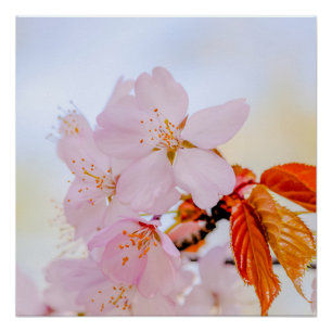 Póster Sakura - Flor japonesa de cerezo
