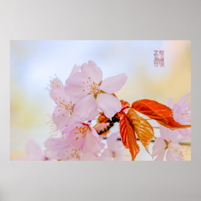 Póster Sakura - Flor japonesa de cerezo (Frente)