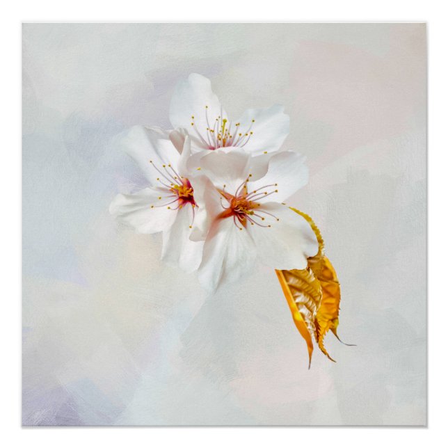 Póster Sakura - Flor japonesa de cerezo (Anverso)