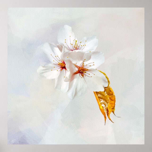 Póster Sakura - Flor japonesa de cerezo (Frente)