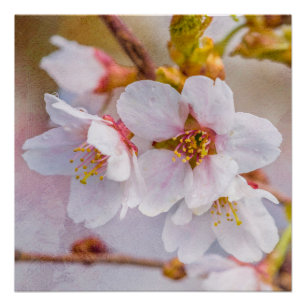 Póster Sakura - Florecimiento de cerezo japonés