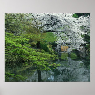 Póster Sakura, Jardín Koishikawa Koraku-en, Tokio,