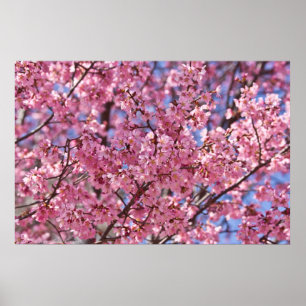 Póster Sakura Poster del cielo de flores de cerezo rosa