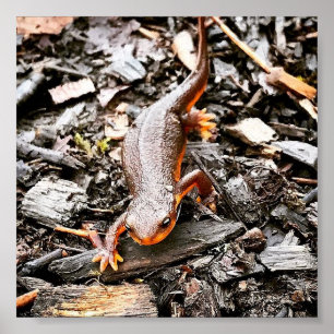 Póster Salamander en el bosque, Oregón