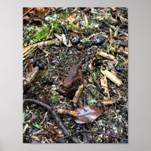 Póster Salamander en el bosque, Washington