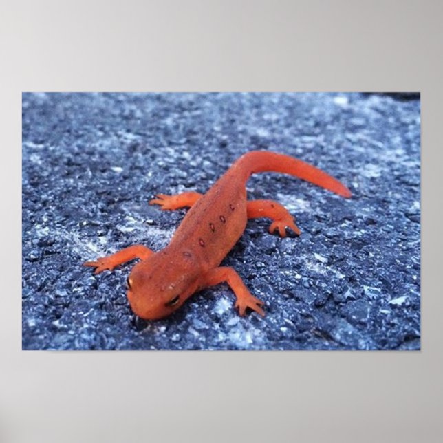 Póster Salamandra (Frente)