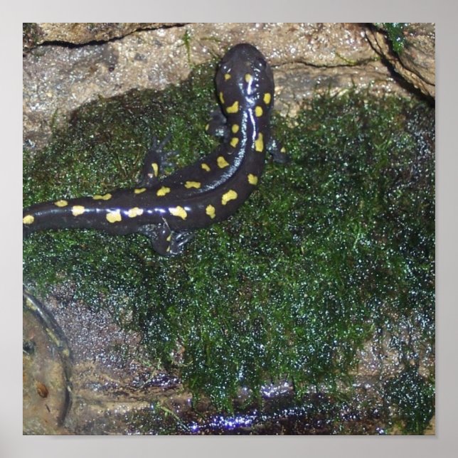 Póster Salamandra de manchas negras y amarillas (Frente)