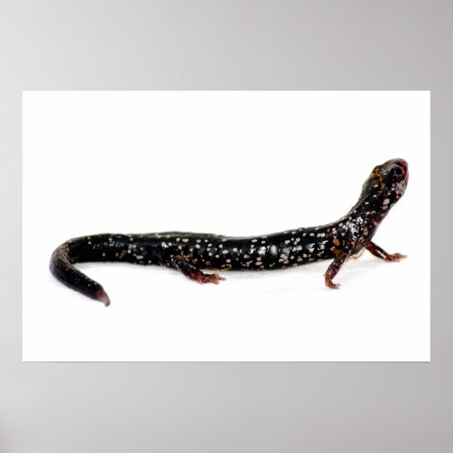 Póster salamandra de Norteamérica impresa (Frente)