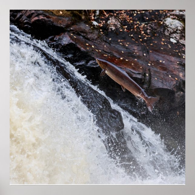 Póster Salario salar salmo salar de salmón del Atlántico  (Frente)