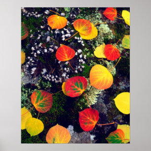 Póster Sale en una roca cubierta de liquen, Montañas Roco