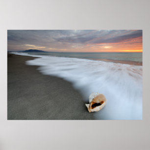 Póster Salida del sol en la playa y Shell