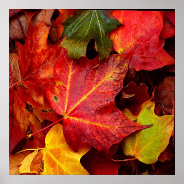 PÓSTER SALIDAS DE AUTUMN (Frente)