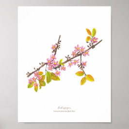 Póster Salingogon (Cratoxylum formosum) Ph Forest Blooms