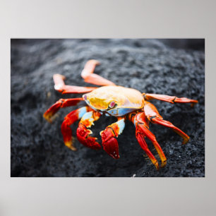 Póster Sally lightfoot crab on the black lava rock