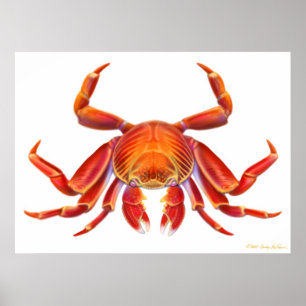Póster Sally Lightfoot Crab Poster