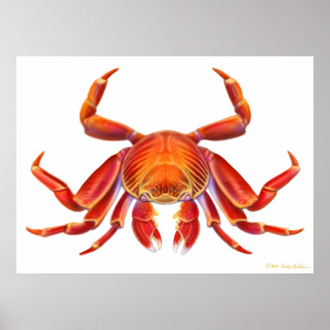 Póster Sally Lightfoot Crab Poster (Frente)
