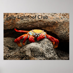 Póster Sally Lightfoot Crab Poster