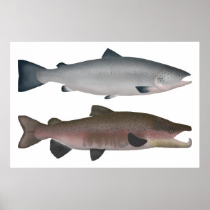 Póster Salmón Atlántico - Fases oceánicas y desovadora