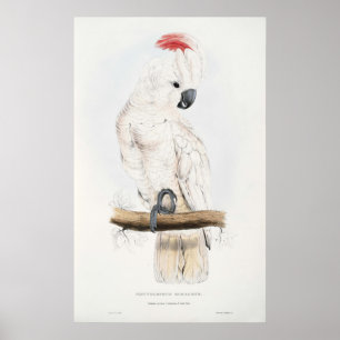 Póster Salmon-crested Cockatoo Poster