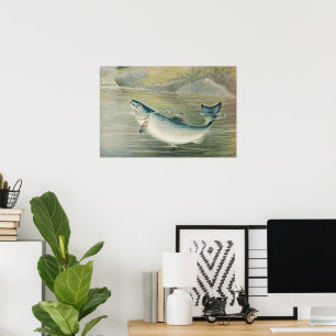 Póster Salmón de California por S.A. Kilbourne, pescado v