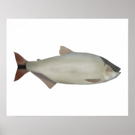 Póster Salmón de rio