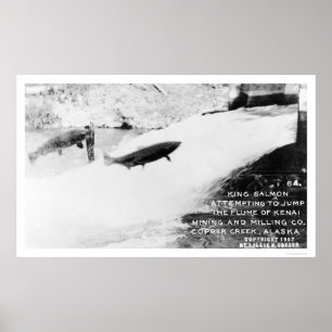 Póster Salmon Jumping Alaska 1907