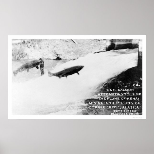 Póster Salmon Jumping Alaska 1907 (Frente)