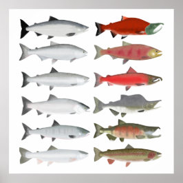 Póster Salmón Pacífico - Fases oceánicas y de desove