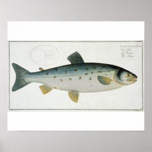 Póster Salmón (Salmo Salar) placa XX de Ichthyologie,