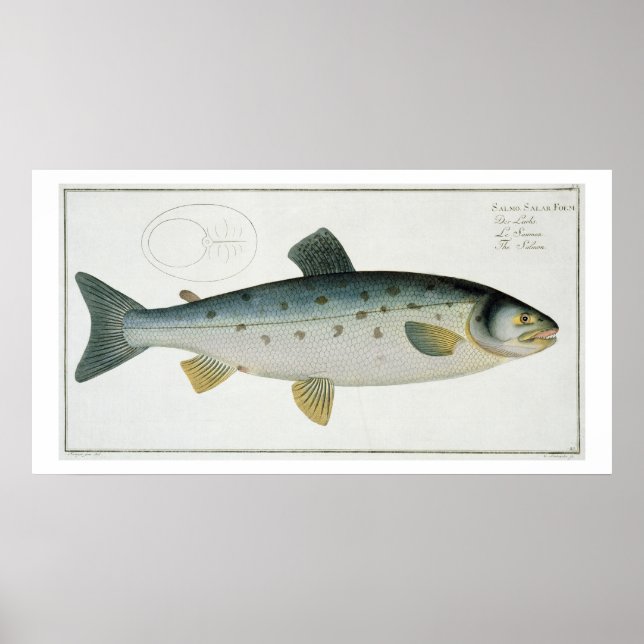 Póster Salmón (Salmo Salar) placa XX de Ichthyologie, (Frente)