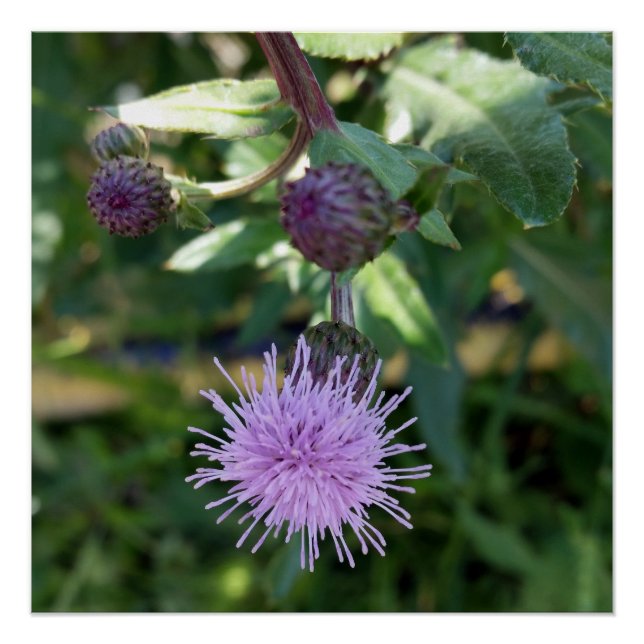 Póster salpicadura púrpura (Anverso)