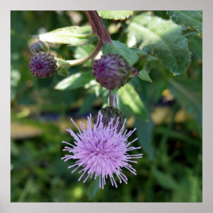 Póster salpicadura púrpura