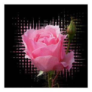 Póster salpicadura rosa rosada