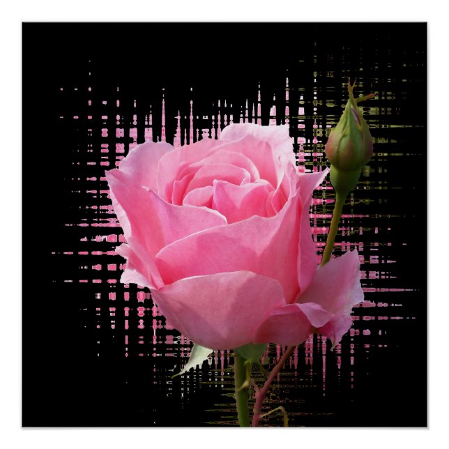 Póster salpicadura rosa rosada (Anverso)