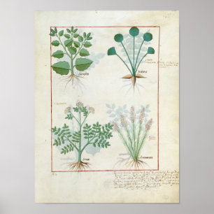 Póster Salt Bush y Anthora Absinthium y Cardamom