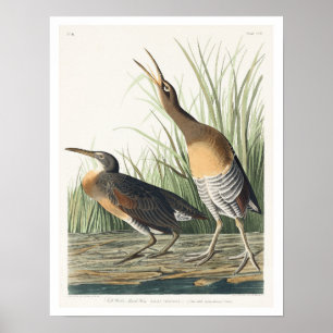 Póster Salt Water Marsh Hen by Audubon Poster
