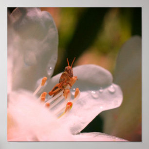 Póster Saltamontes diminuto en flor de azalea blanca