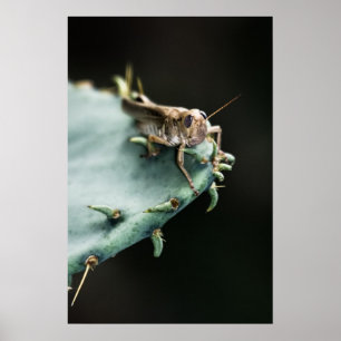 Póster Saltamontes en el cactus