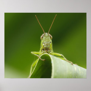 Póster Saltamontes en Hoja de Cerca