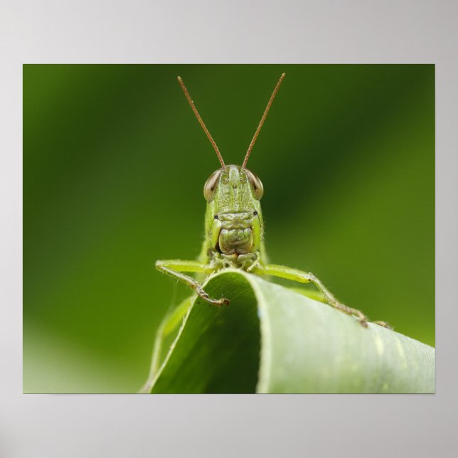 Póster Saltamontes en Hoja de Cerca (Frente)