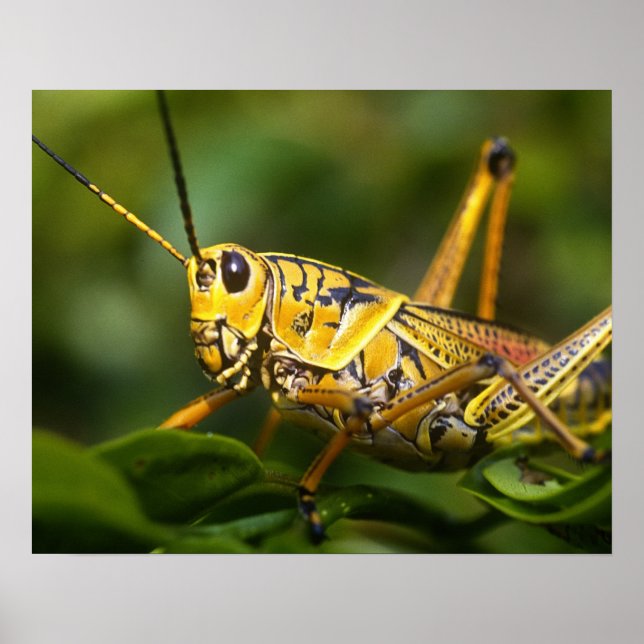 Póster Saltamontes, Parque Nacional Everglades, Florida, (Frente)