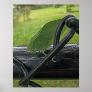 Póster Saltamontes Verde en Cerca Negra