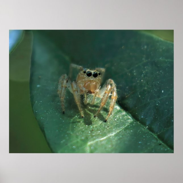 Póster Saltando araña (Frente)