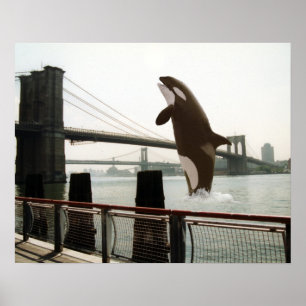 Póster Saltando del Poster del puente de Brooklyn